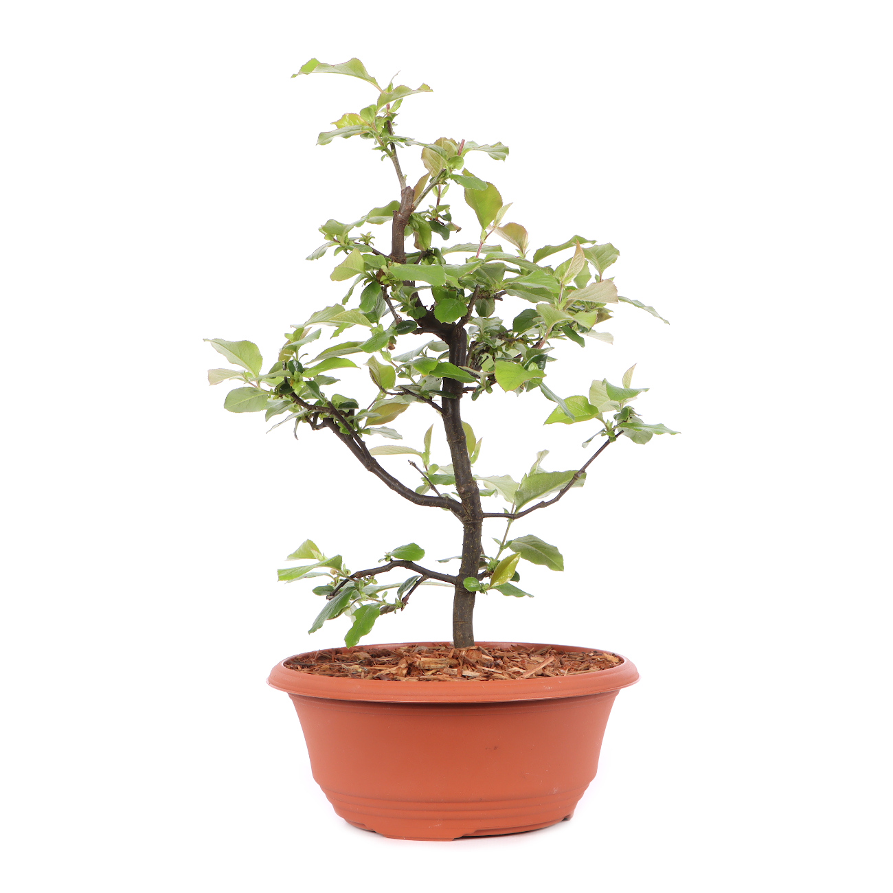 Pseudocydonia sinensis