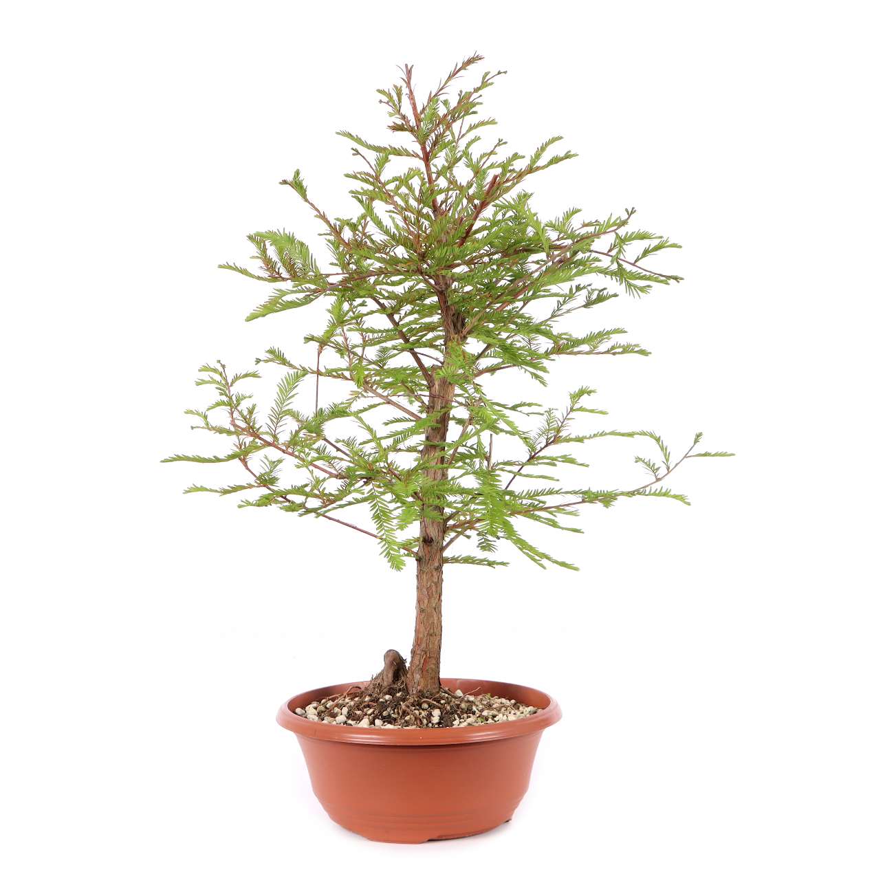 Taxodium distichum