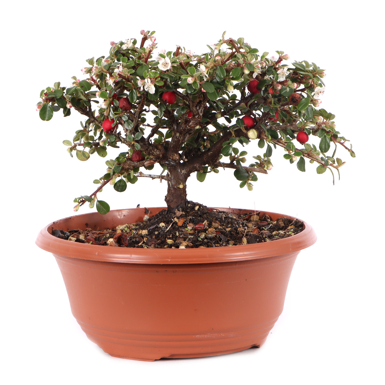 Cotoneaster microphyllus 'Cochleatus'