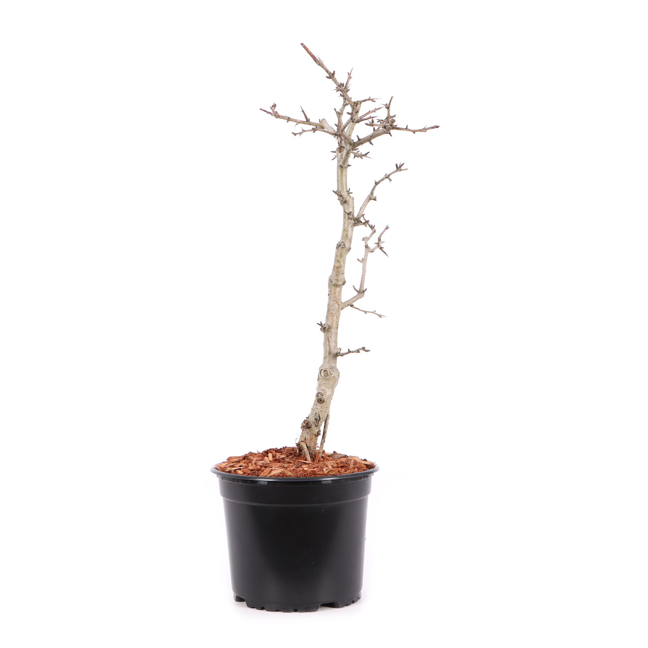 Crataegus laevigata 'Paul's Scarlet'