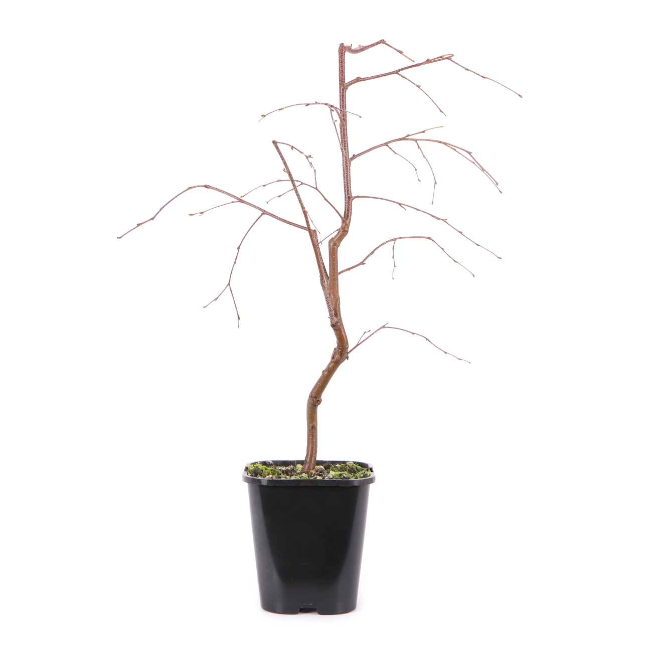 Betula pendula 'Youngii'