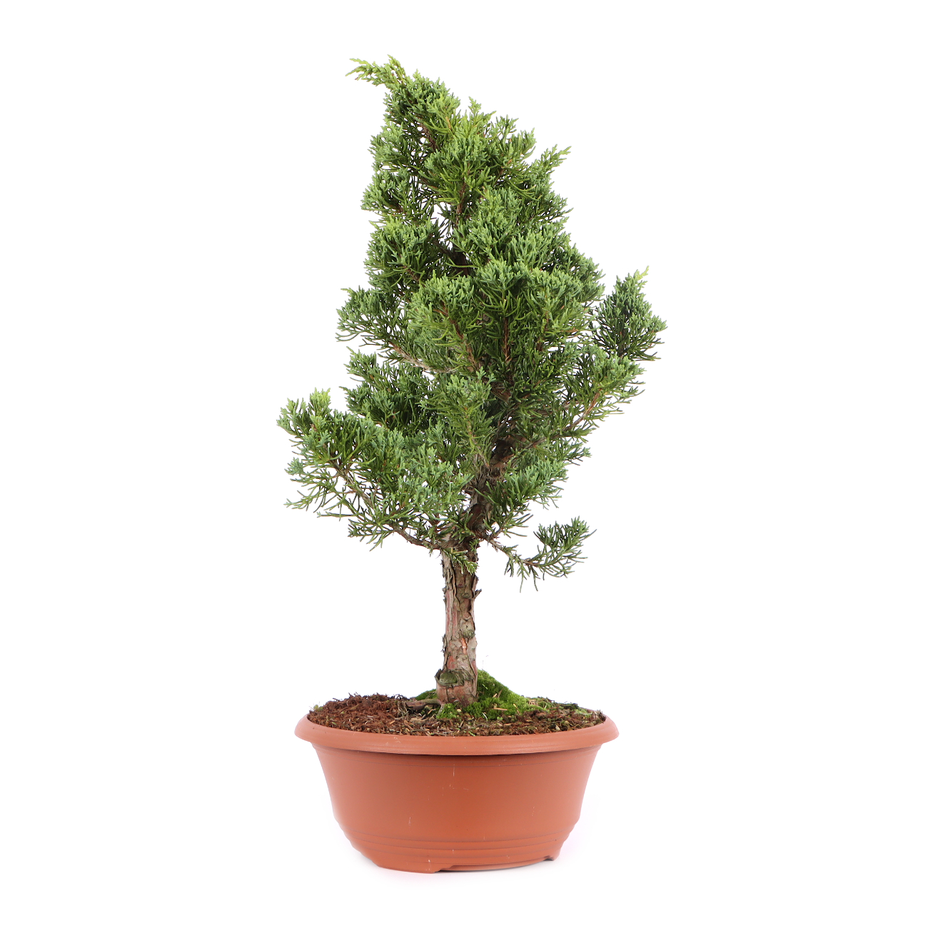 Juniperus chinensis