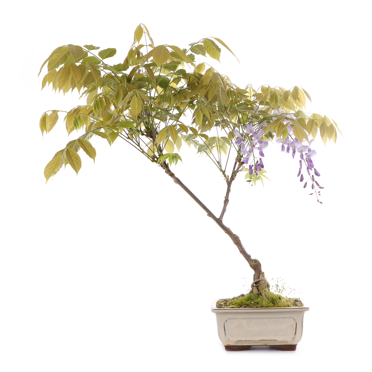 Wisteria sinensis 'Prolific'