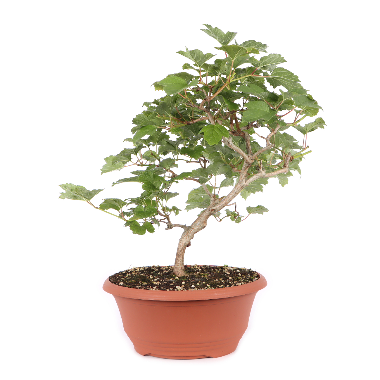 Viburnum opulus