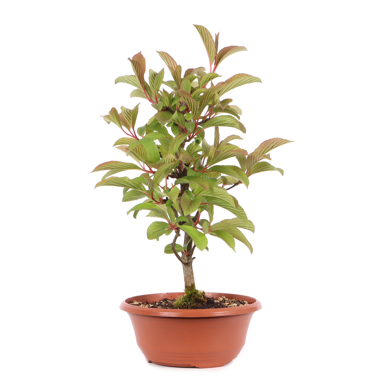 Viburnum x bodnantense 'Dawn'