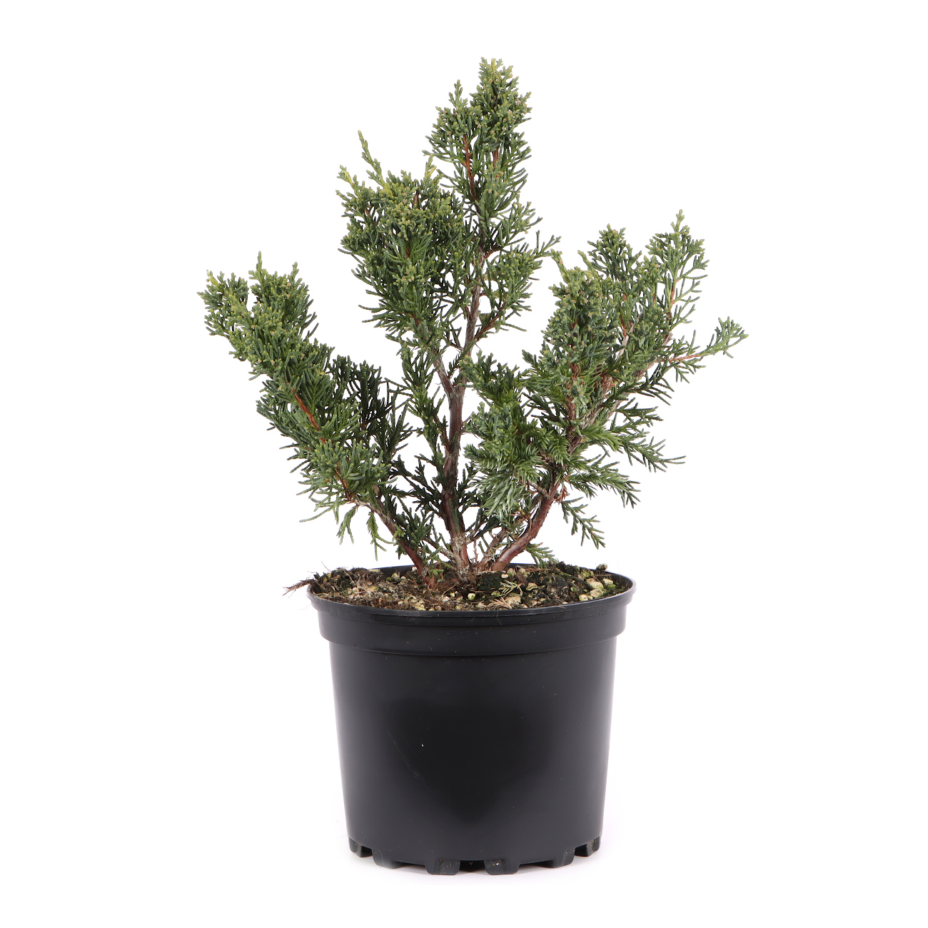 Juniperus chinensis ‘Blaauw‘