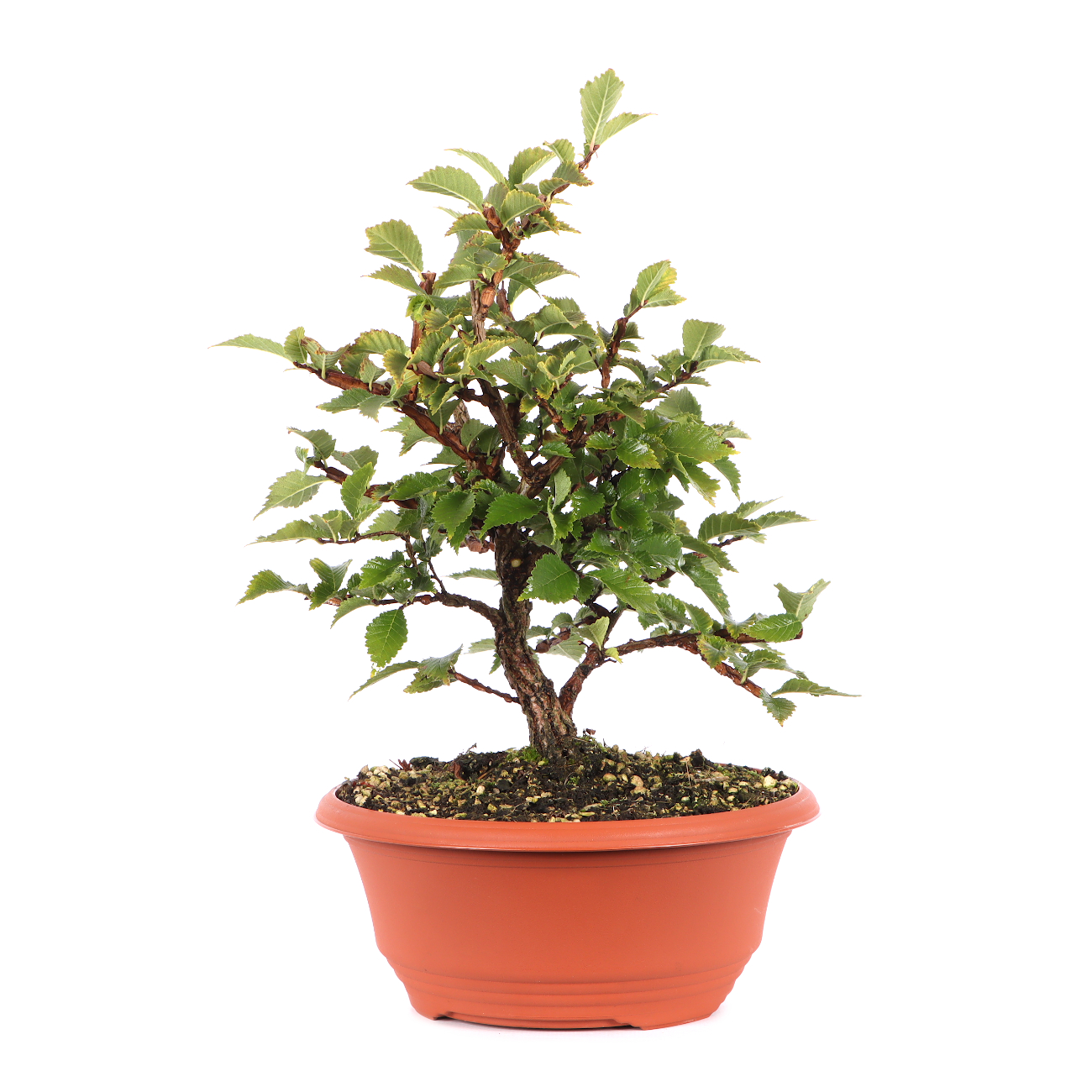 Ulmus minor var.