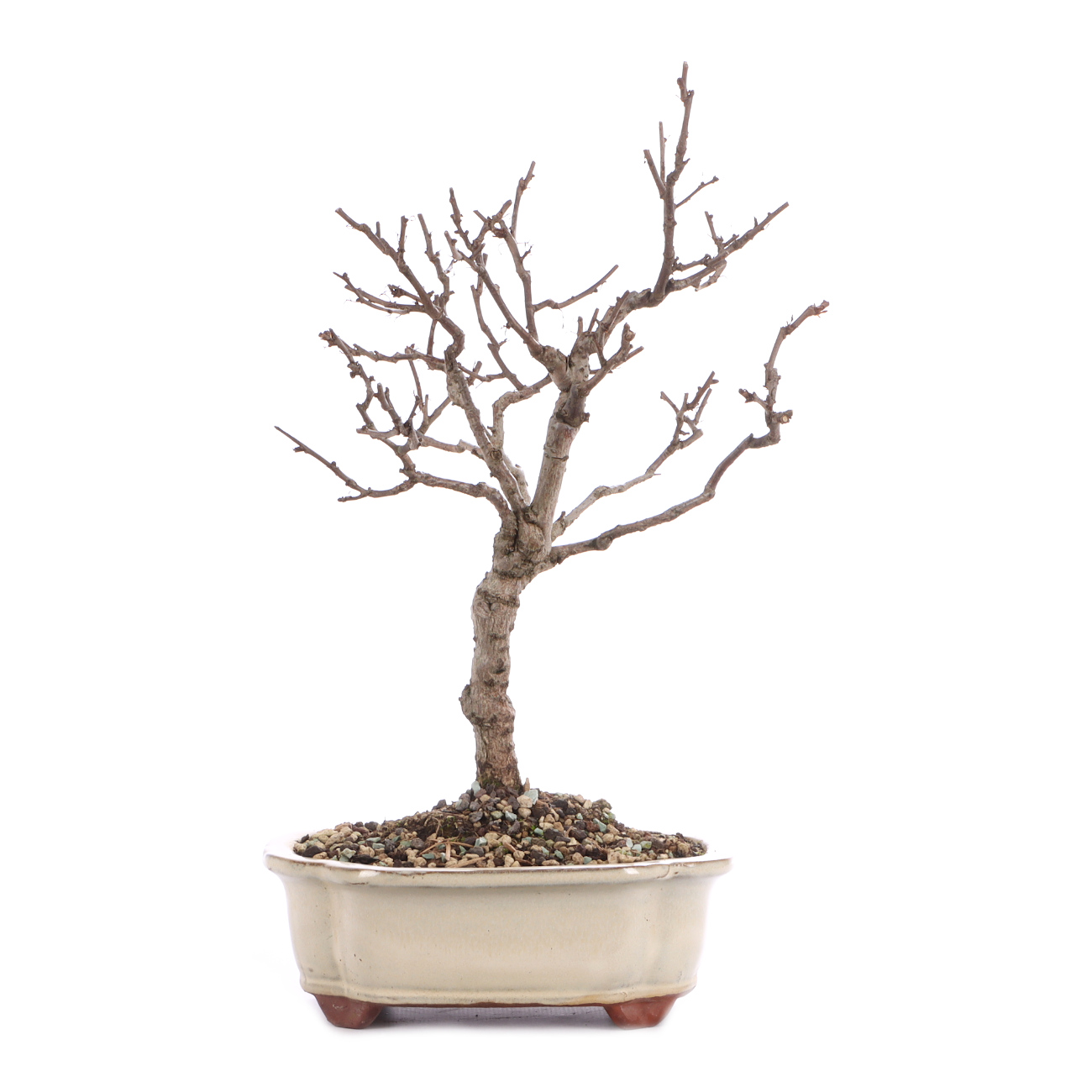 Celastrus orbiculatus