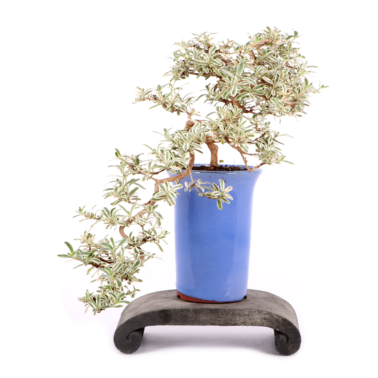 Coprosma x kirkii 'Variegata'