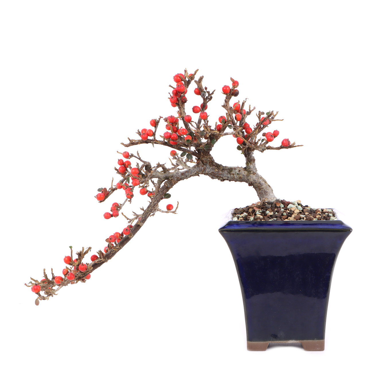 Cotoneaster praecox