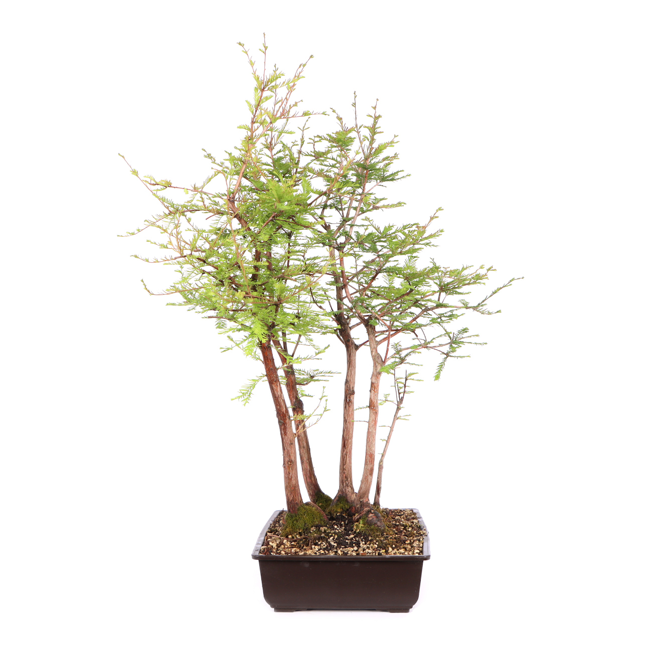 Seitenansicht rechts