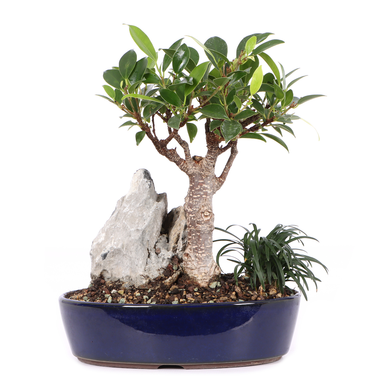 Ficus microcarpa 'Tiger Bark'