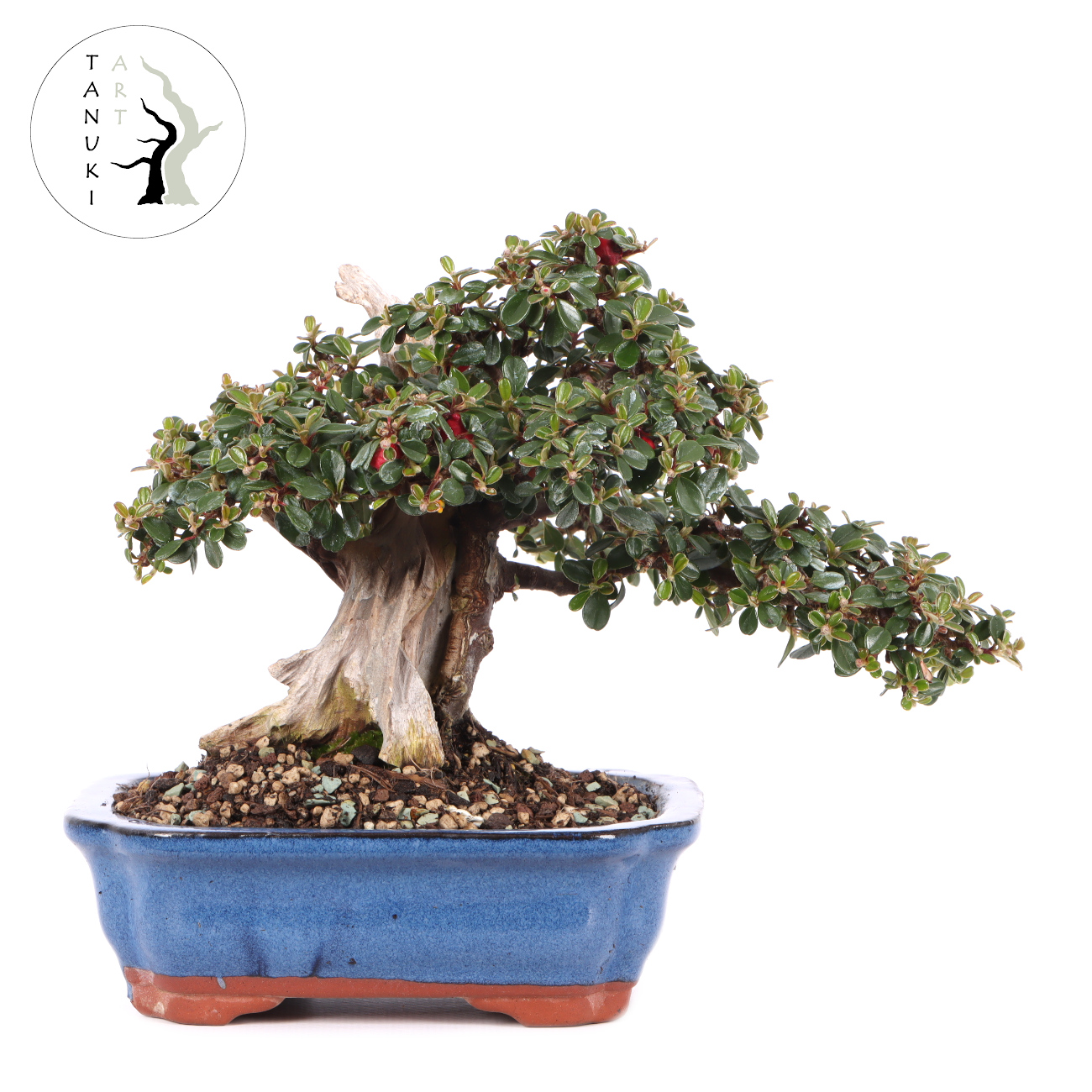 Cotoneaster microphyllus 'Cochleatus'