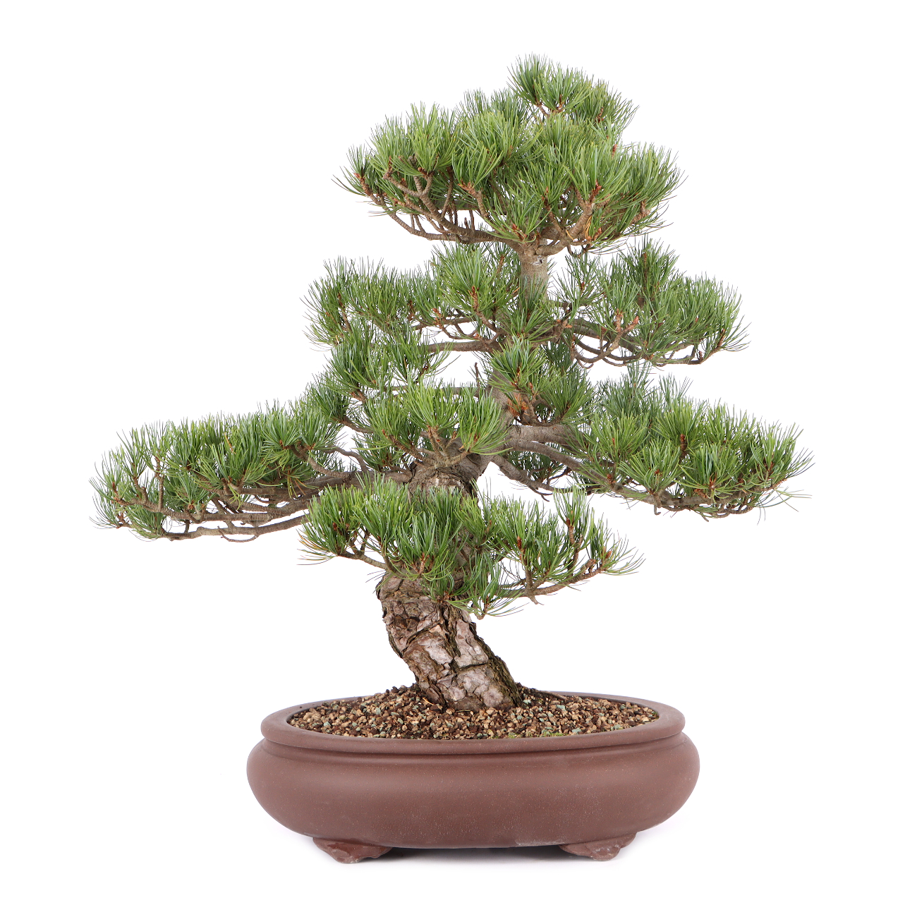 Pinus parviflora 'Glauca'