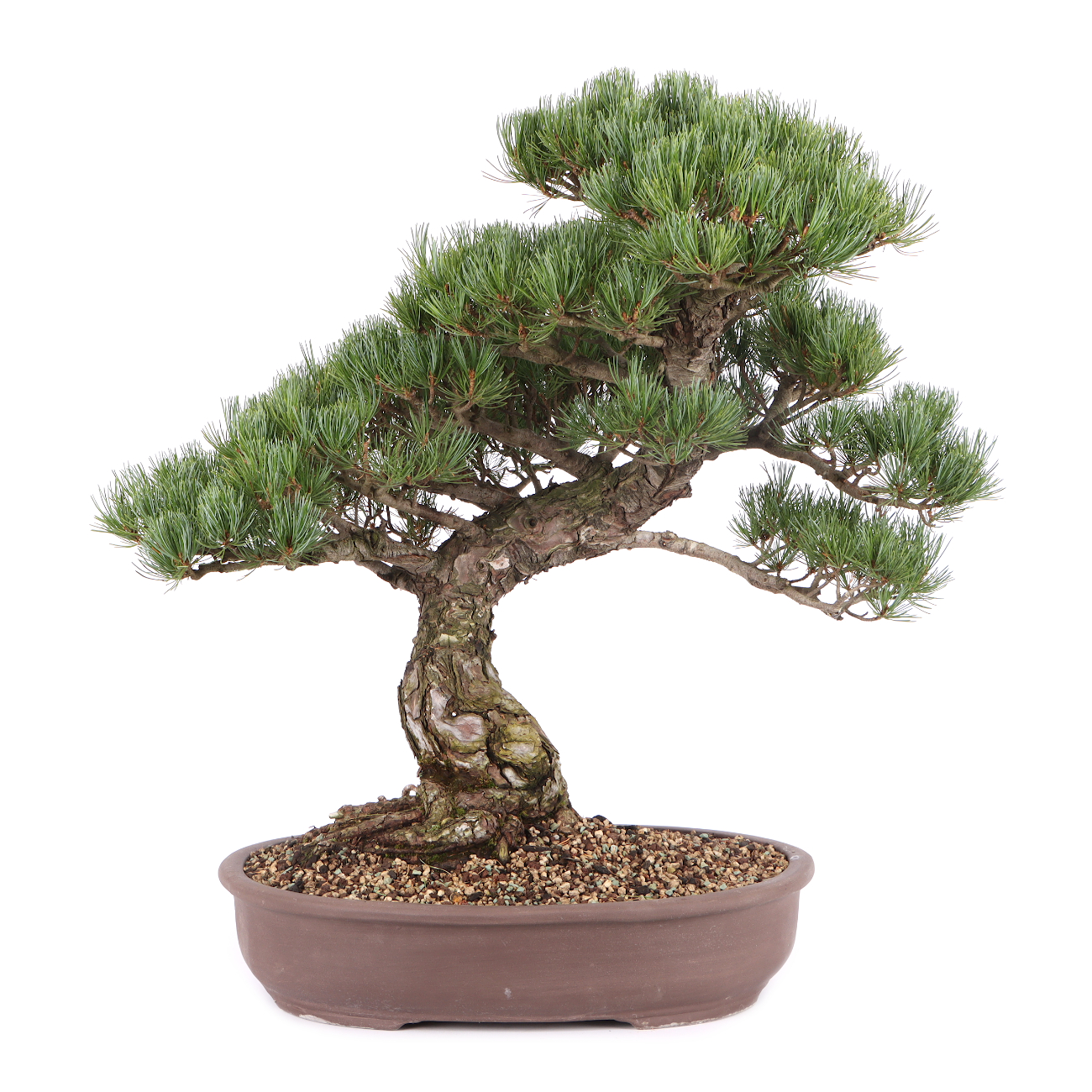 Pinus parviflora 'Glauca'