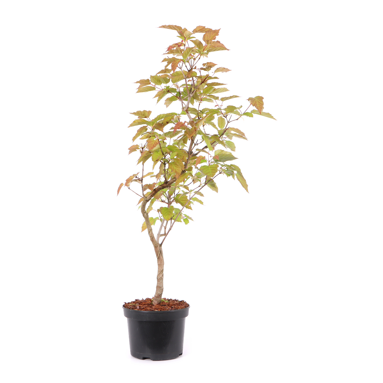 Acer ginnala