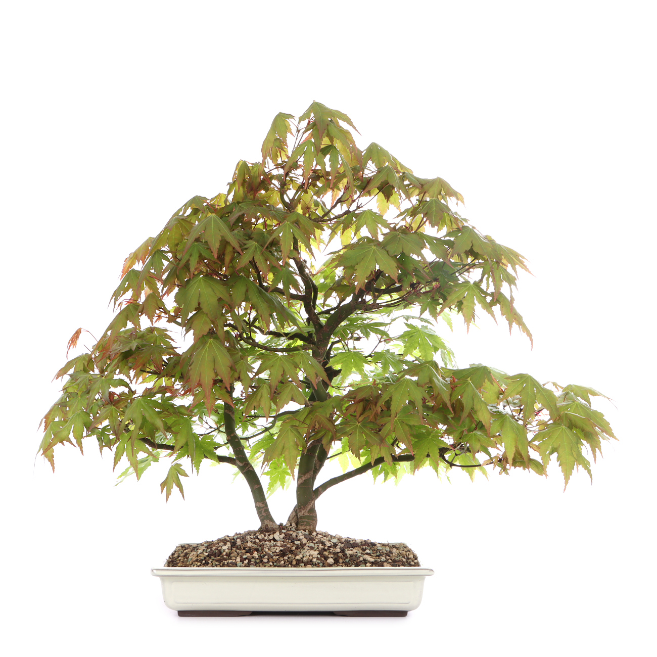 Acer palmatum
