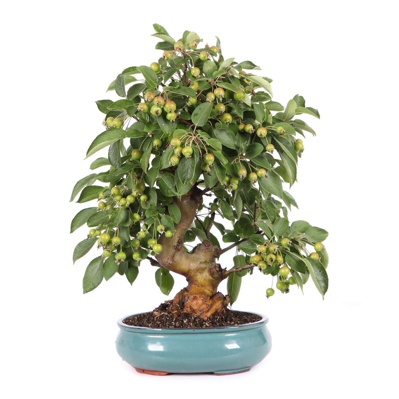 Malus spec.
