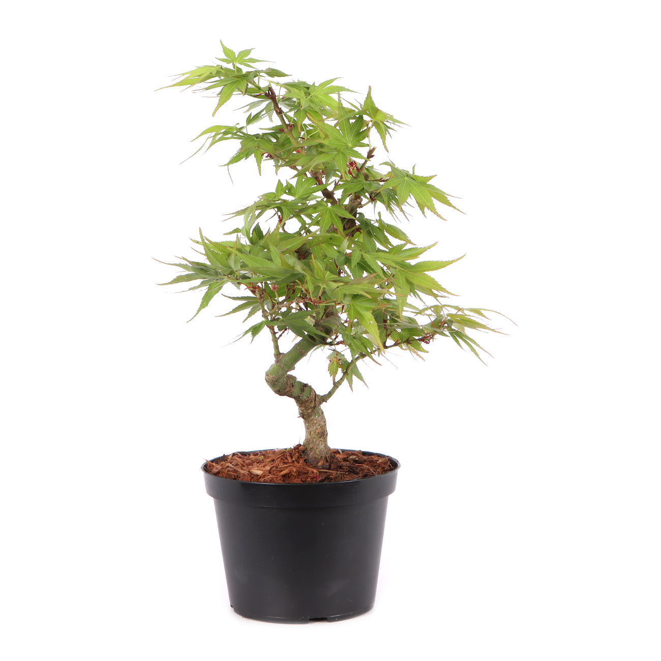 Acer palmatum 'Mikawa Yatsubusa'