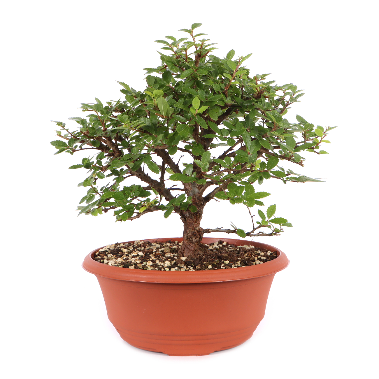 Ulmus japonica