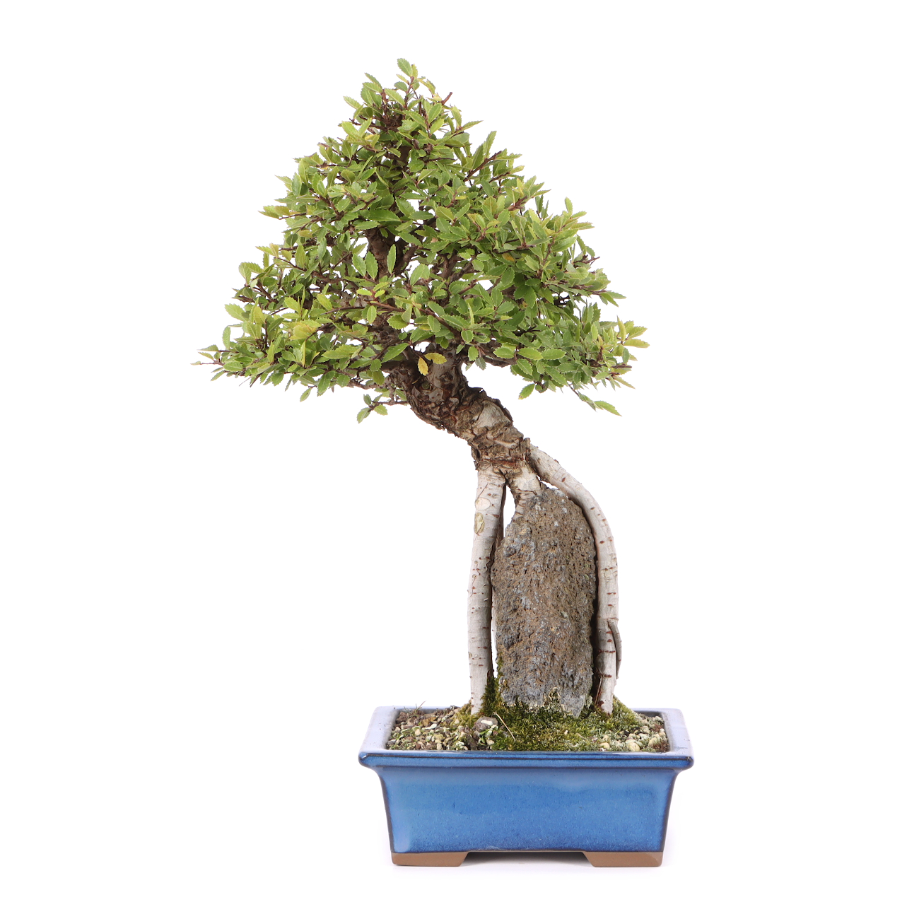 Ulmus japonica