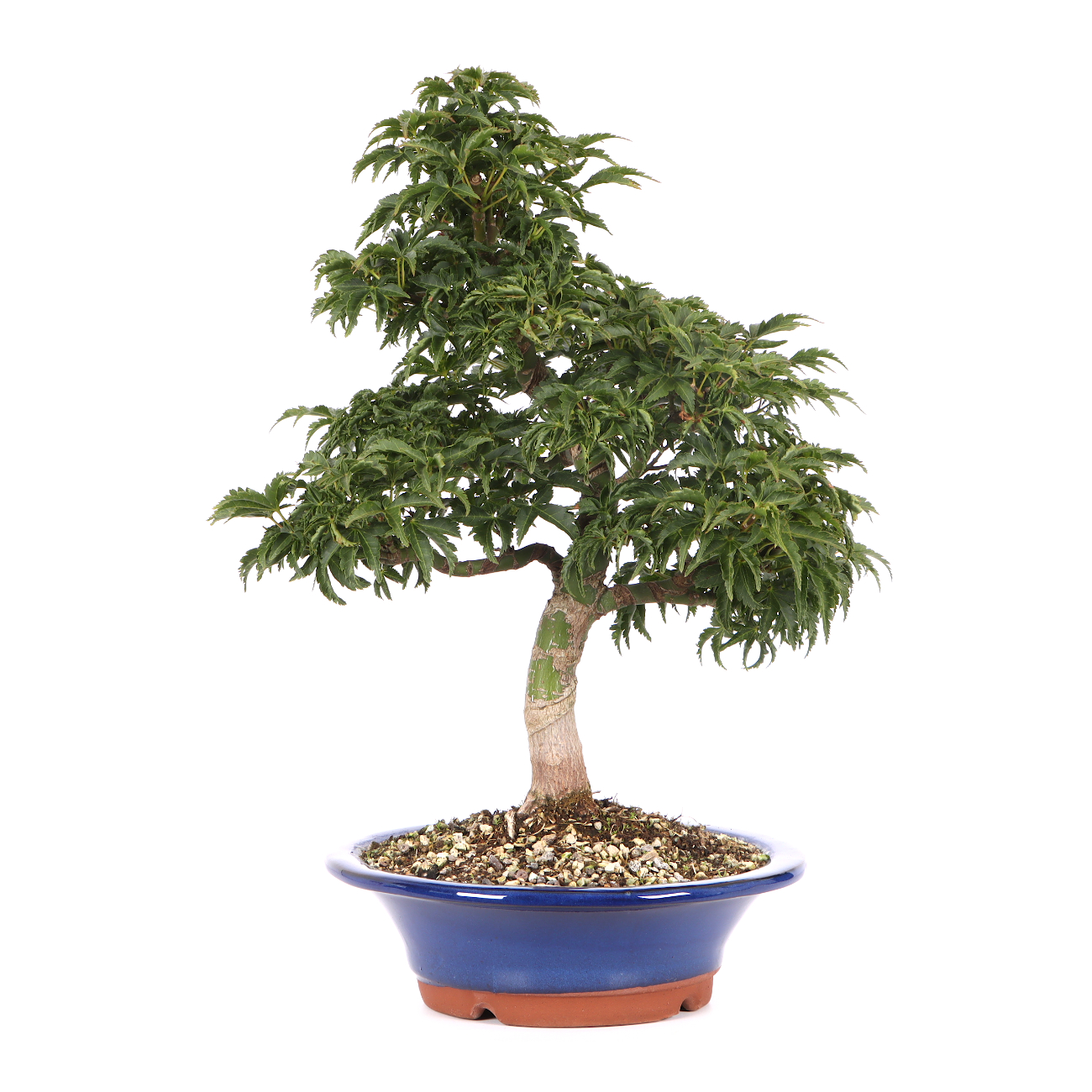 Acer palmatum 'Shishigashira'