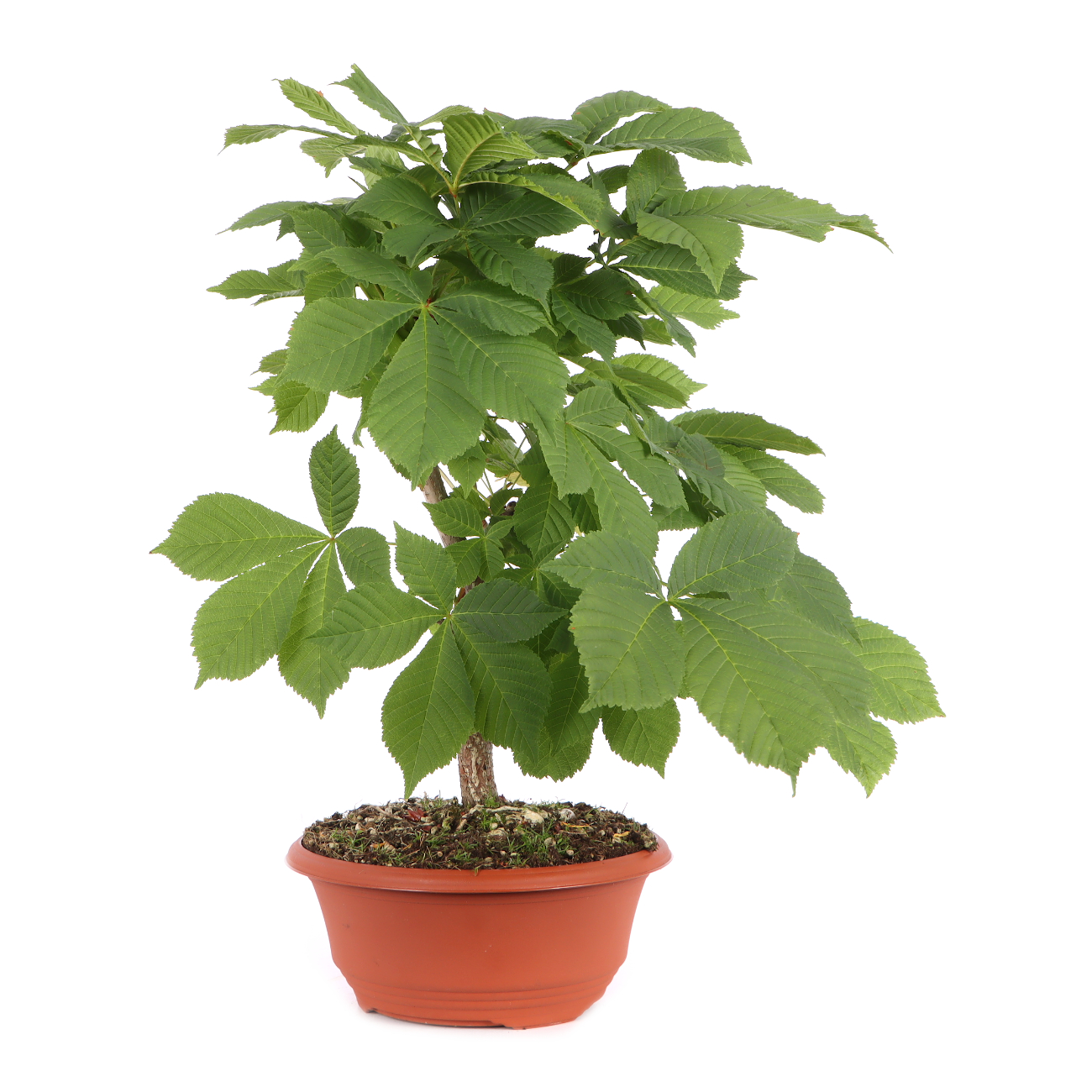 Aesculus hippocastanum