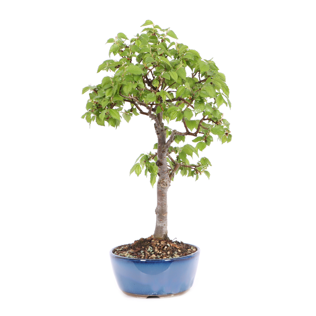 Ulmus pumila