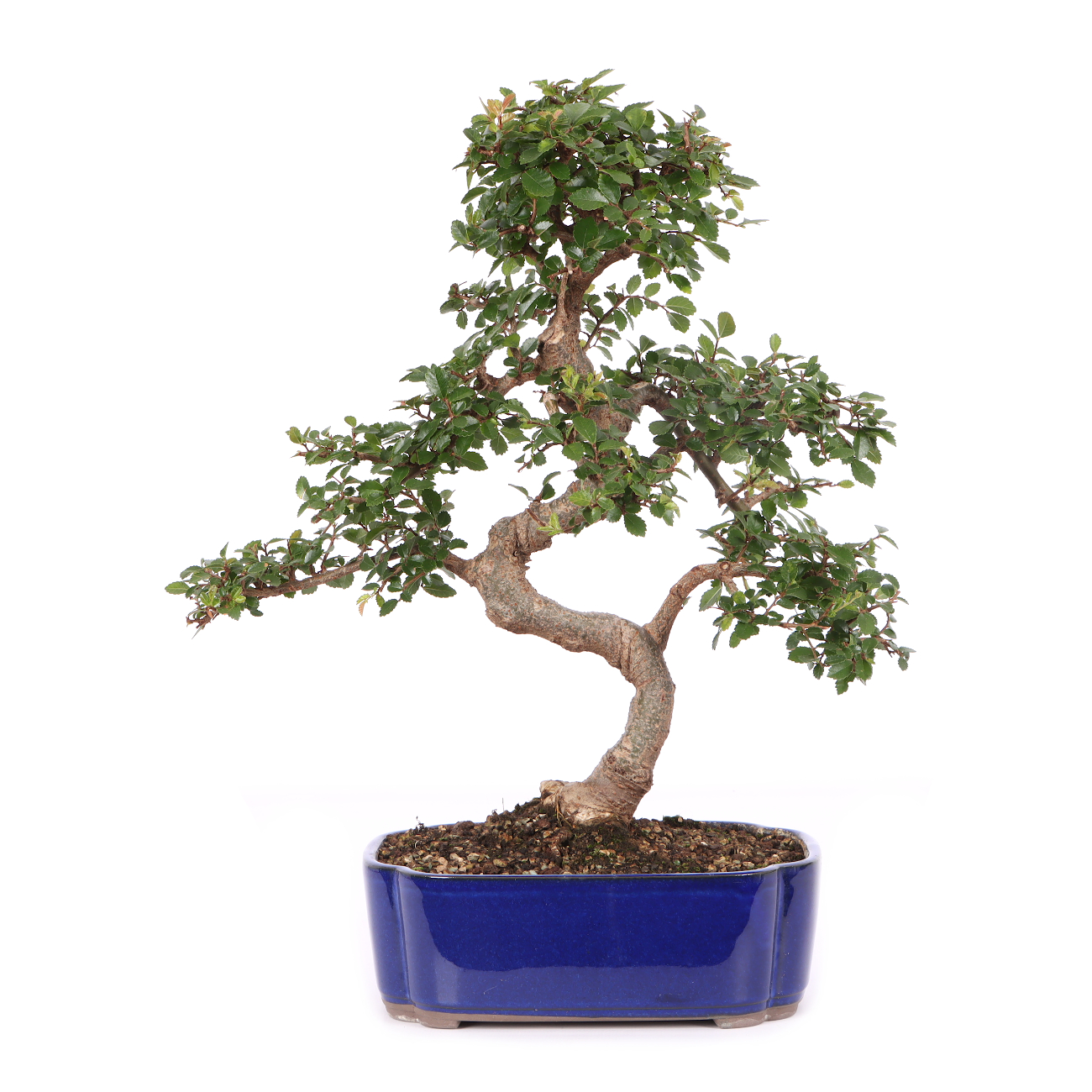 Ulmus parvifolia