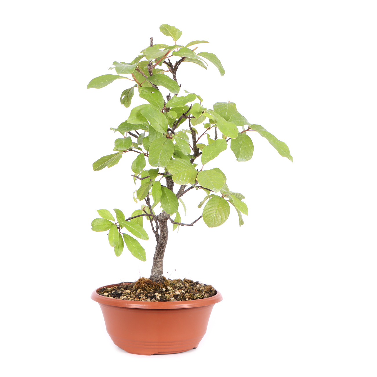 Seitenansicht rechts