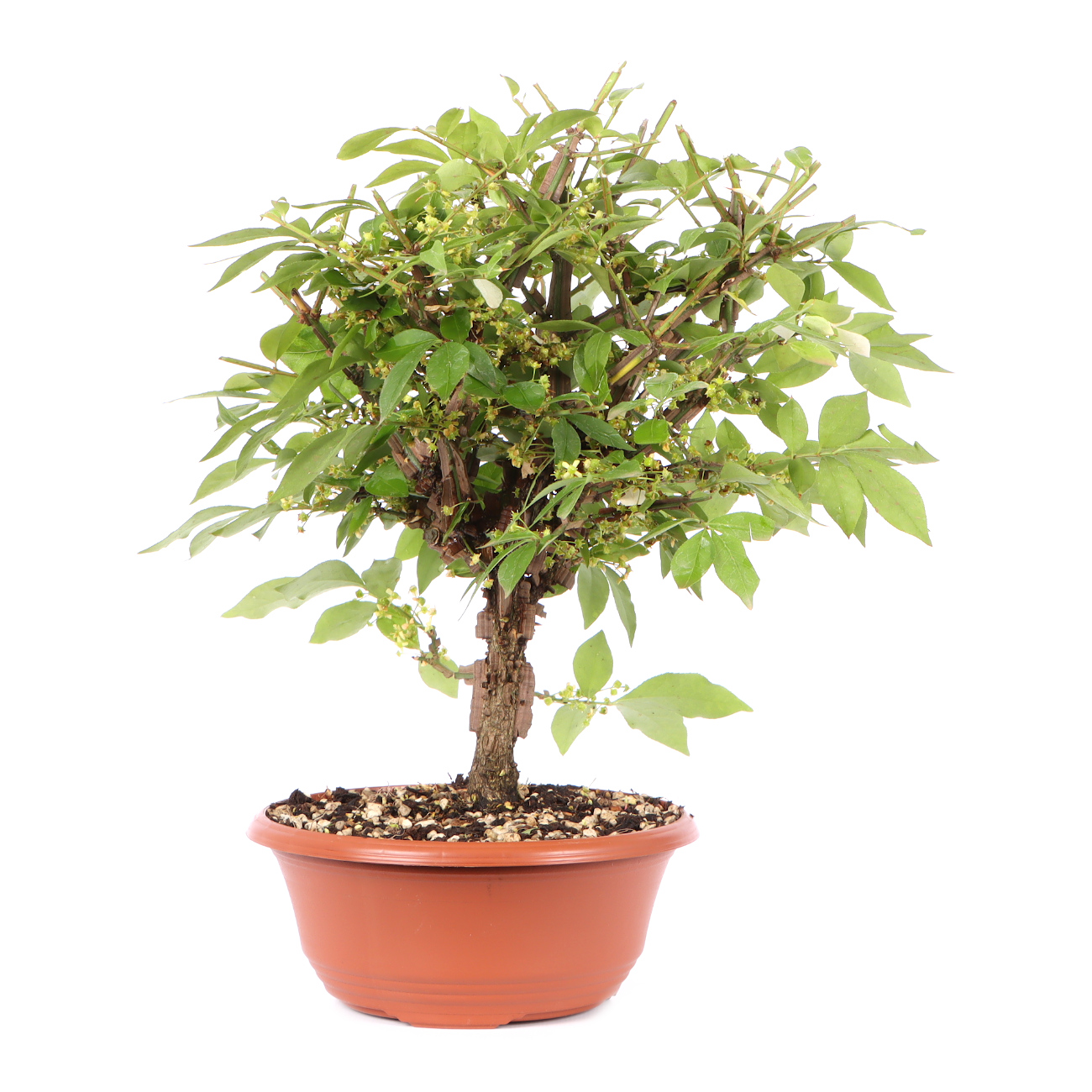 Seitenansicht rechts