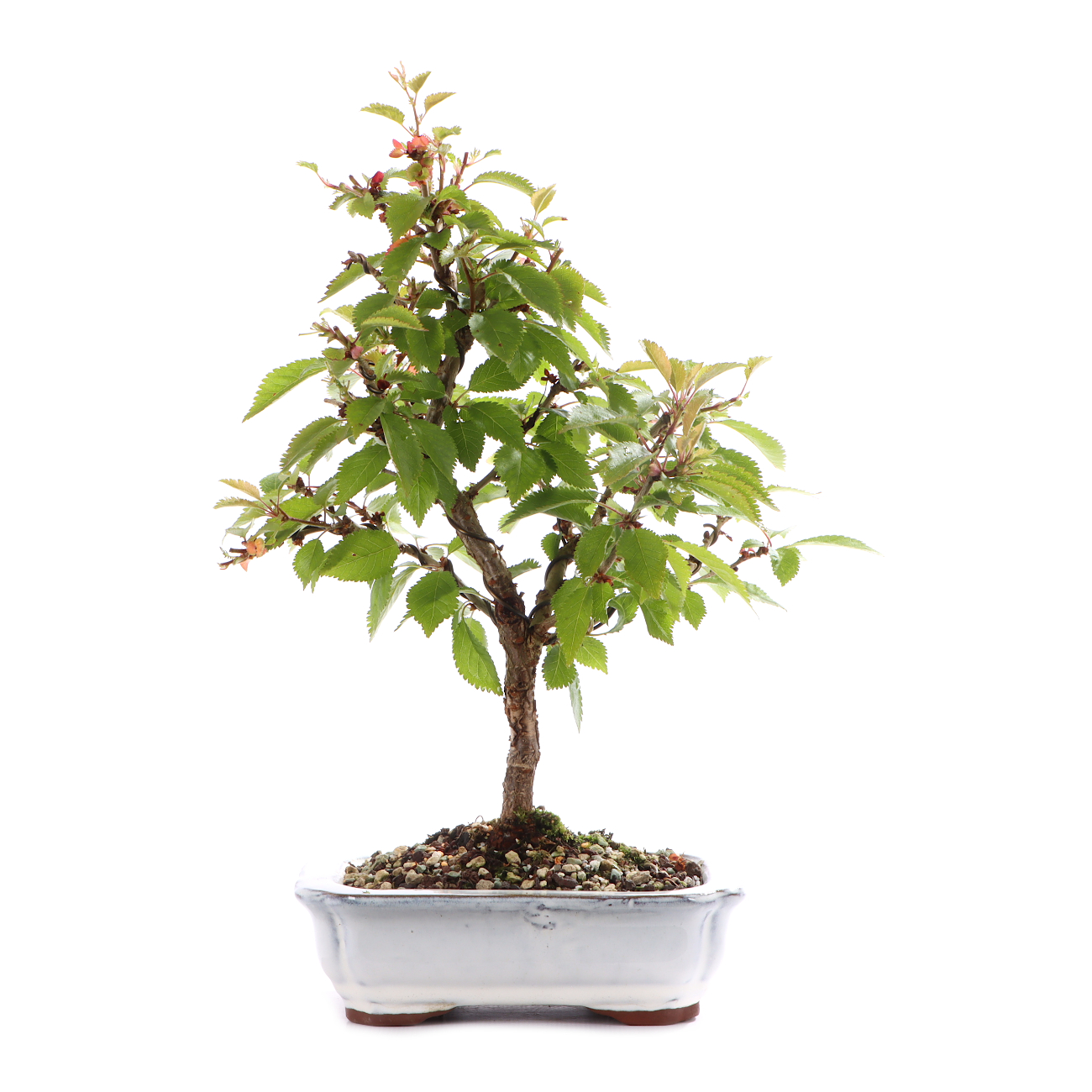 Prunus incisa 'Kojou-no-mai'