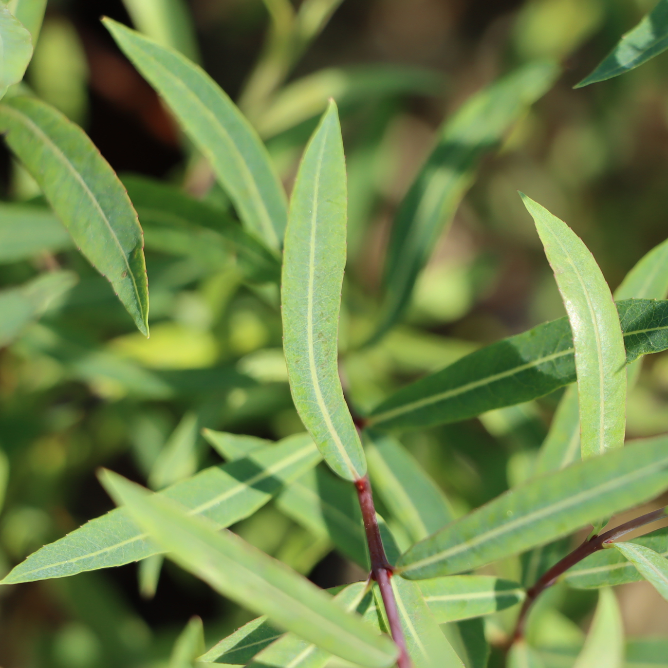 Salix purpurea 'Nana'