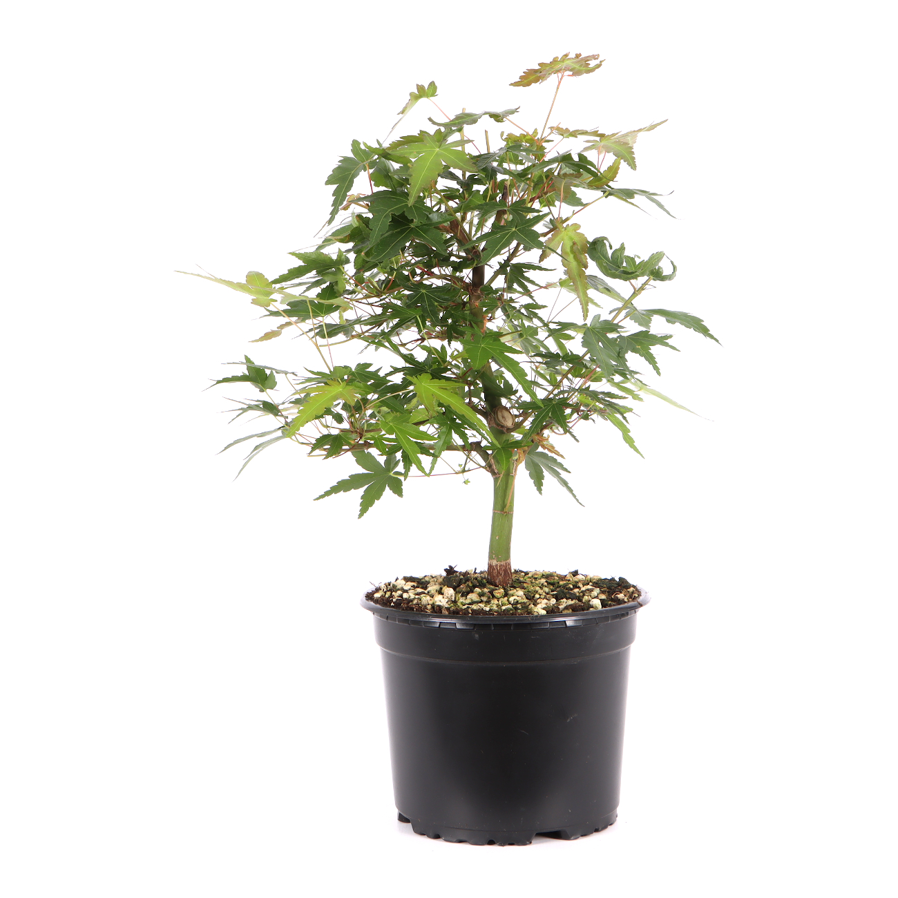 Acer palmatum