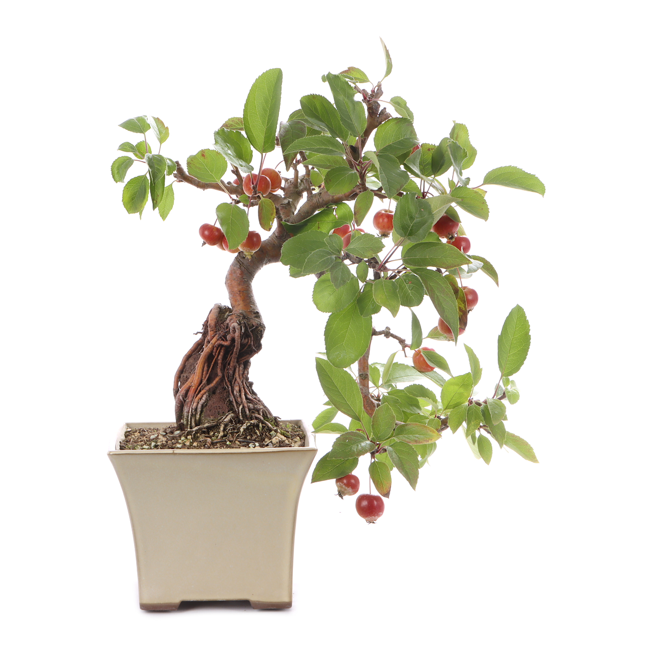 Malus spec.