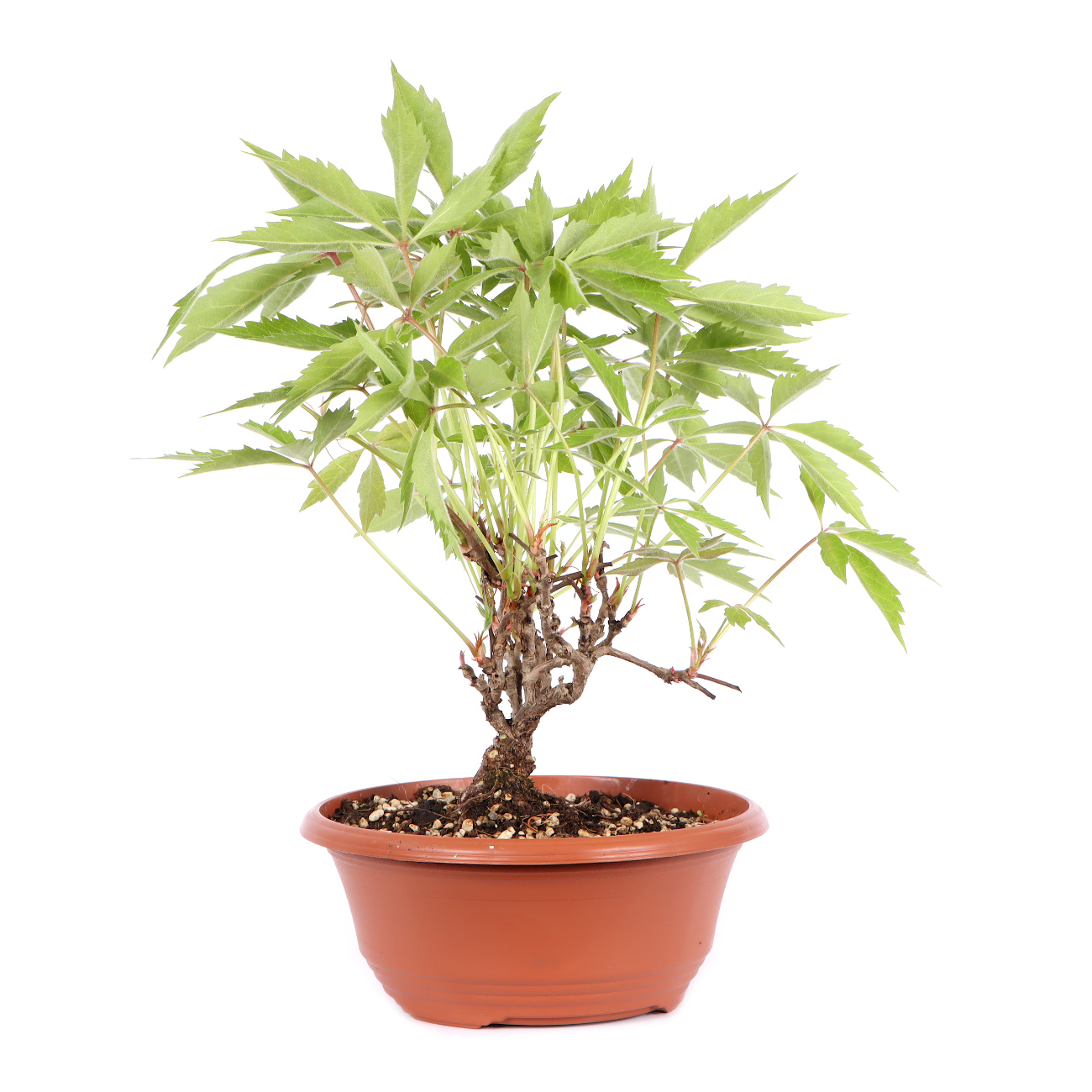 Seitenansicht rechts