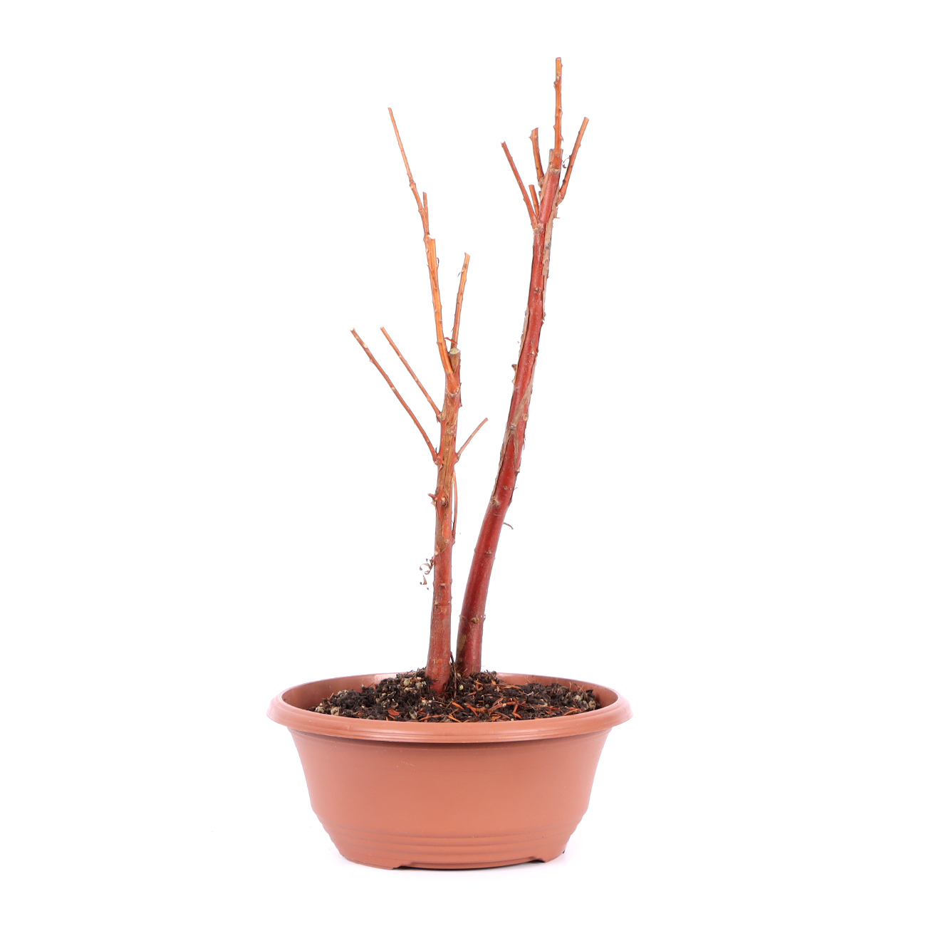 Seitenansicht rechts