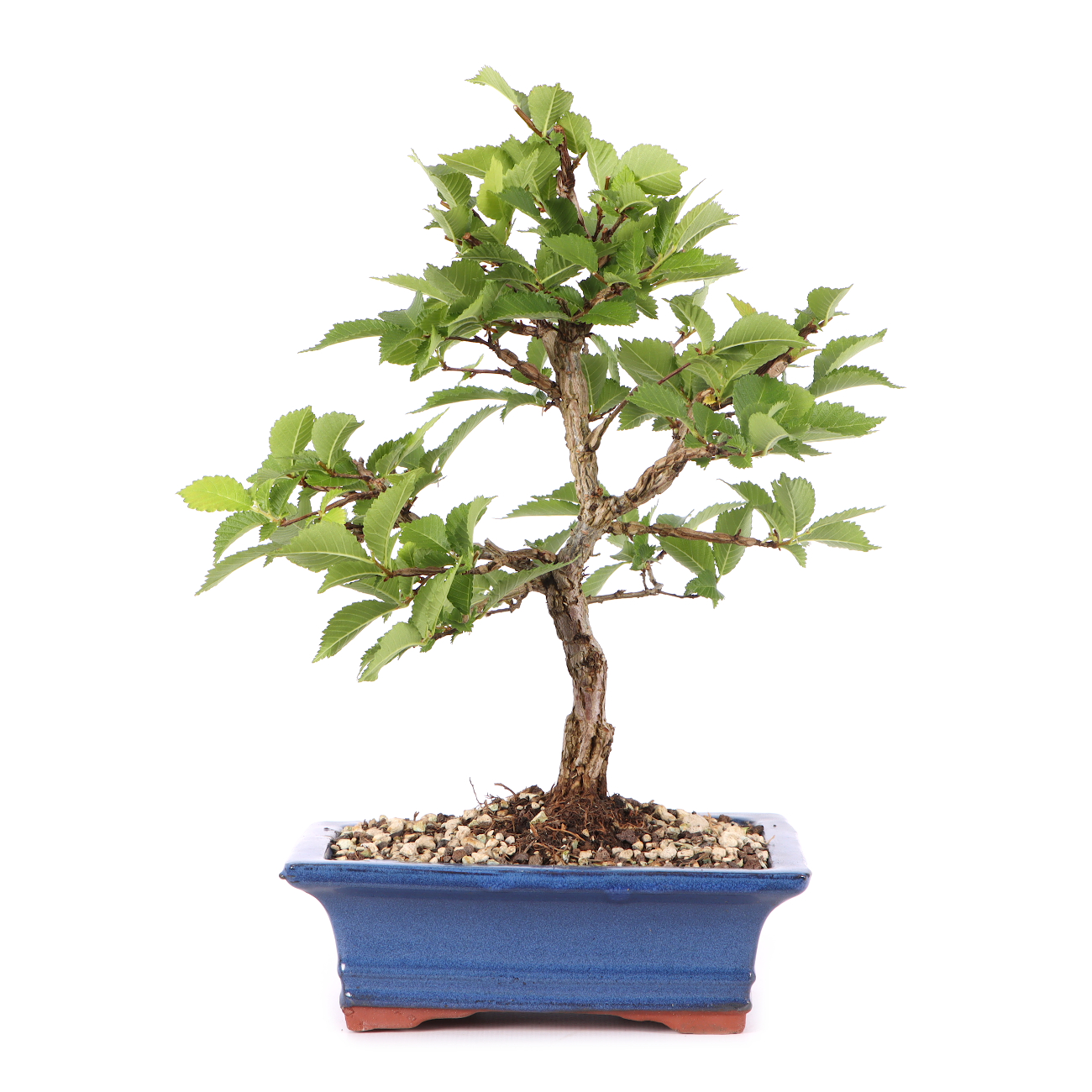 Ulmus minor var.