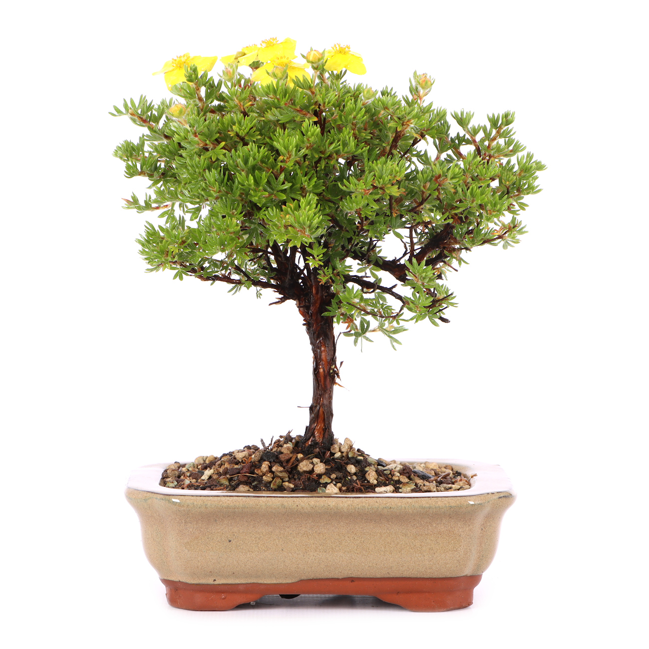 Potentilla fruticosa 'Kobold'