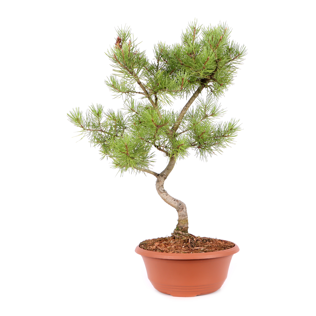 Pinus sylvestris