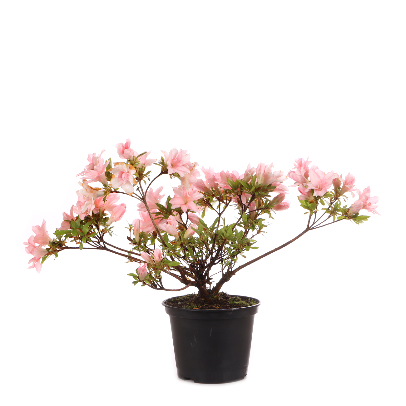 Rhododendron indicum 'Hotaru'