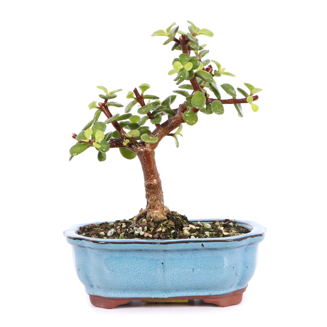Portulacaria afra