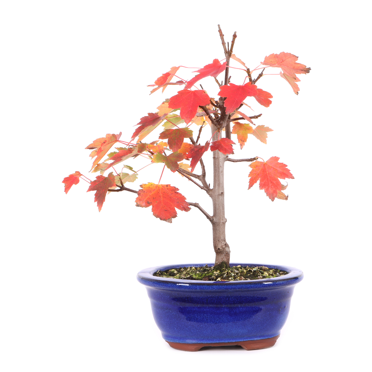 Acer rubrum 'October Glory'