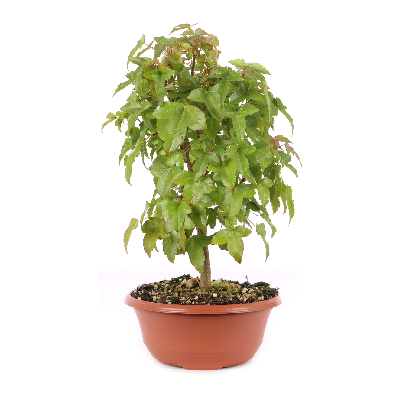 Acer buergerianum