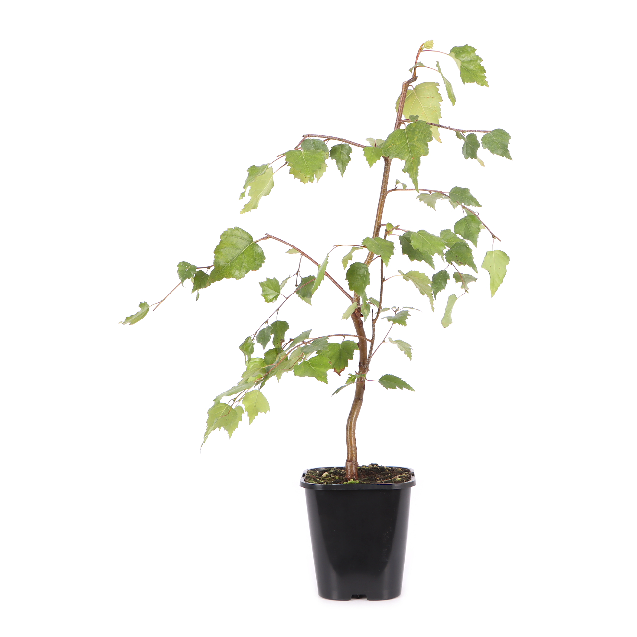 Betula pendula 'Youngii'