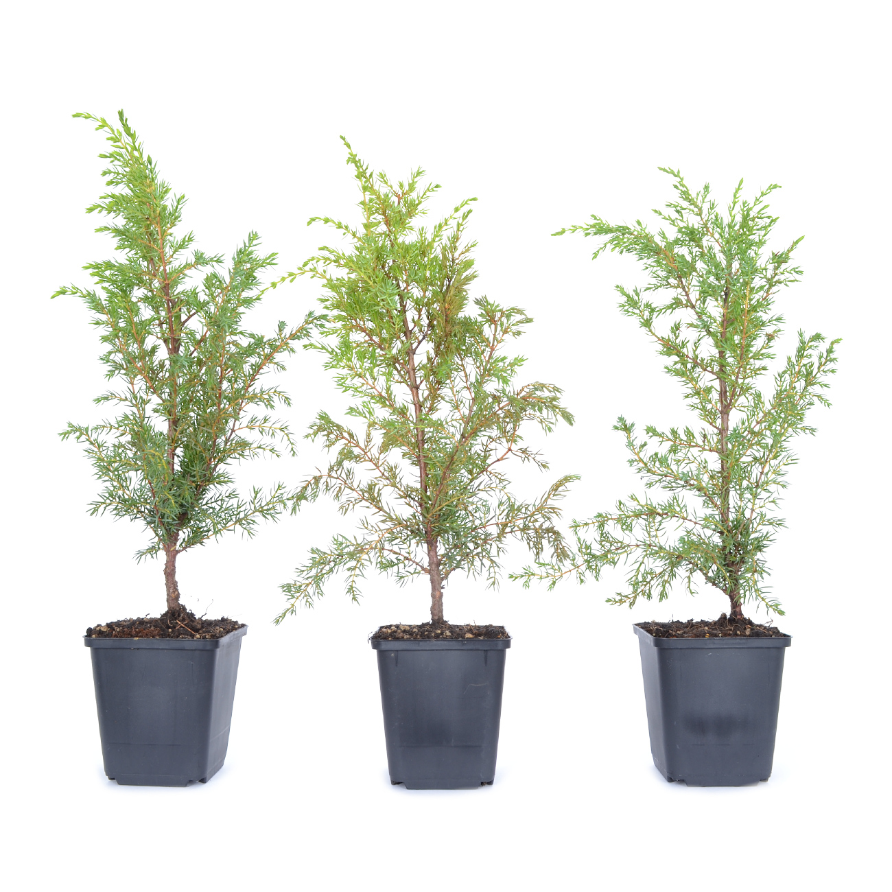 Juniperus communis
