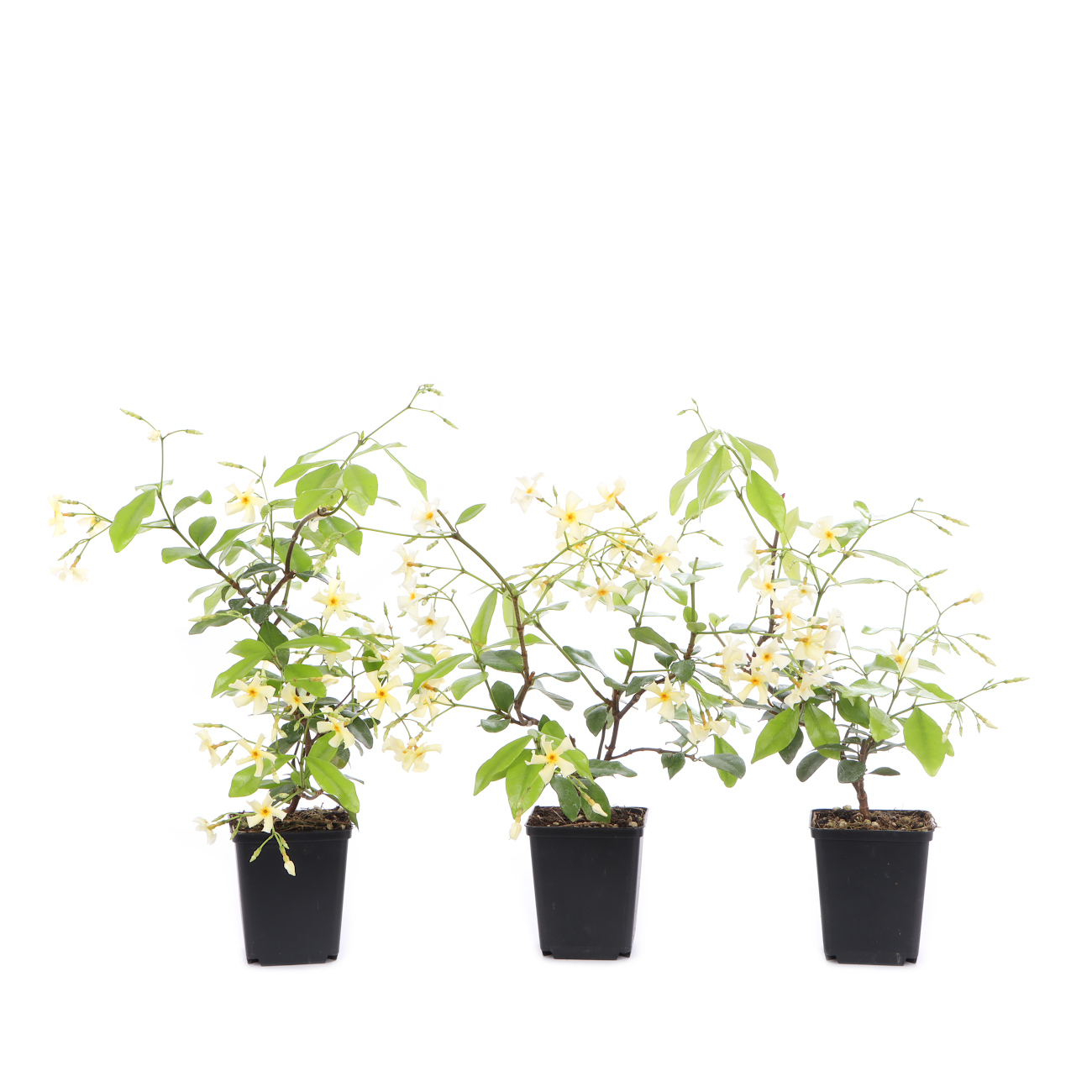 Trachelospermum jasminoides