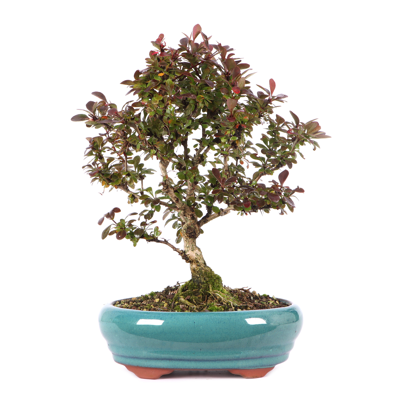 Berberis thunbergii 'Atropurpurea Nana'