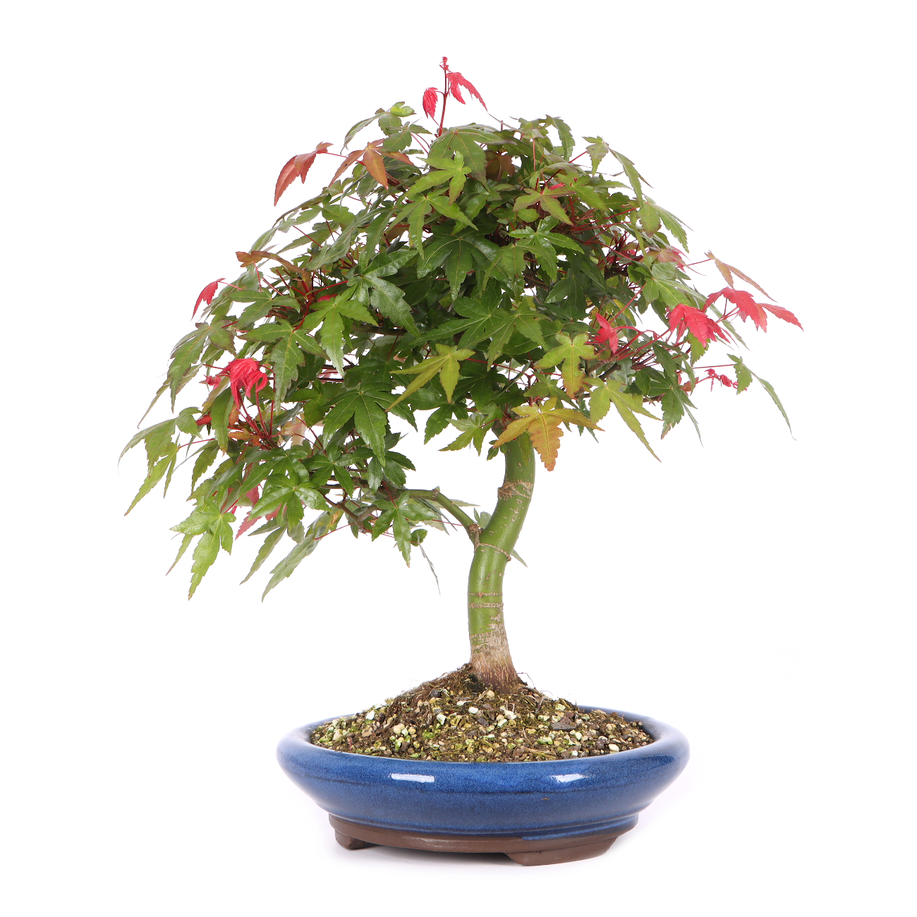 Acer palmatum