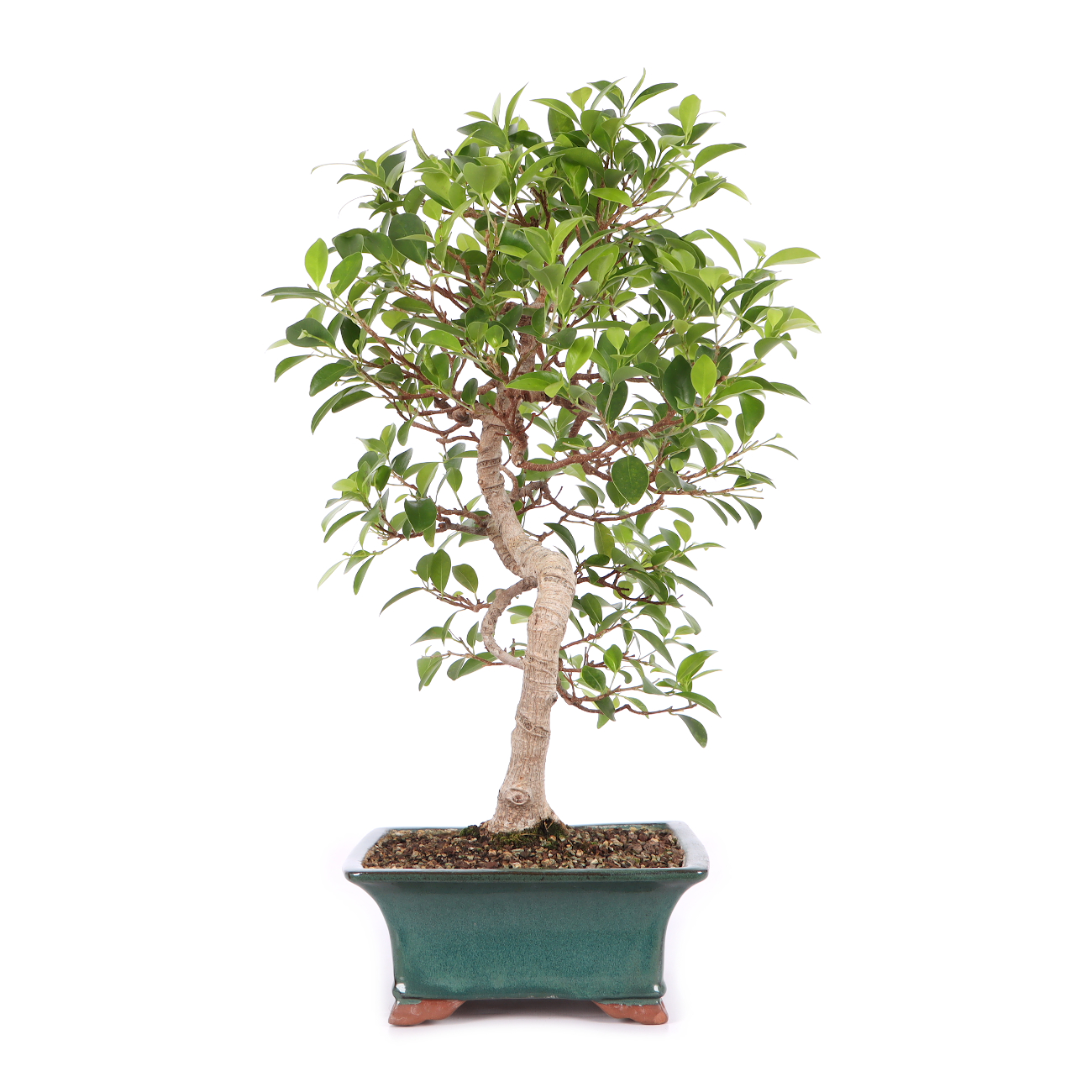 Ficus microcarpa 'Tiger Bark'